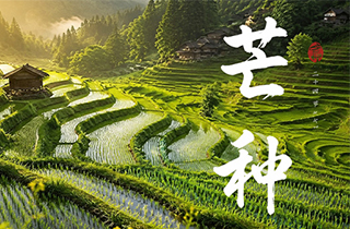 芒种｜麦穗飘香，时序生长